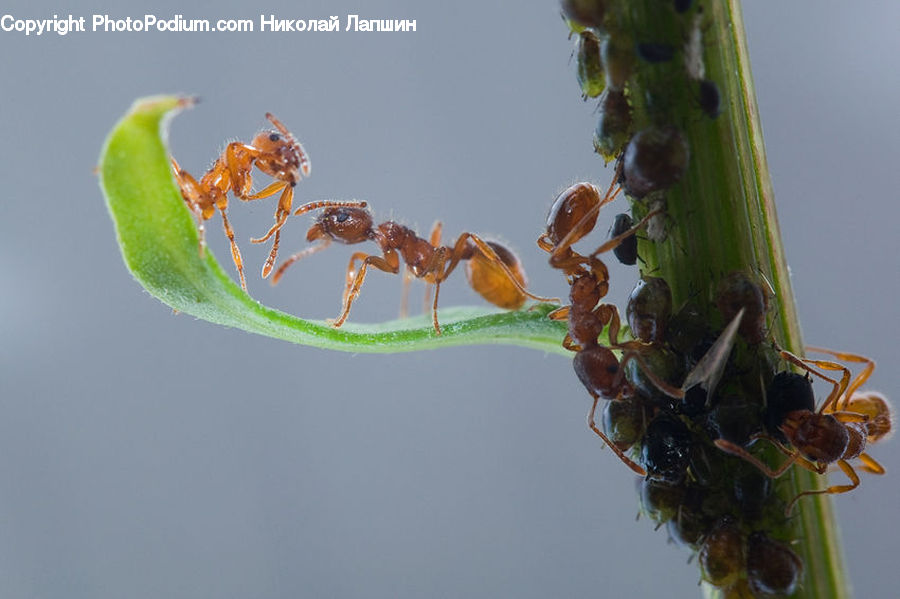 Ant, Insect, Invertebrate, Bee, Bumblebee, Honey Bee, Aphid