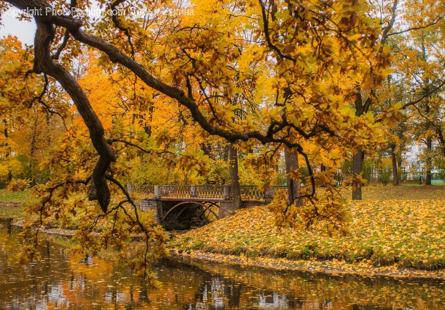Tree, Plant, Nature, Outdoors, Land