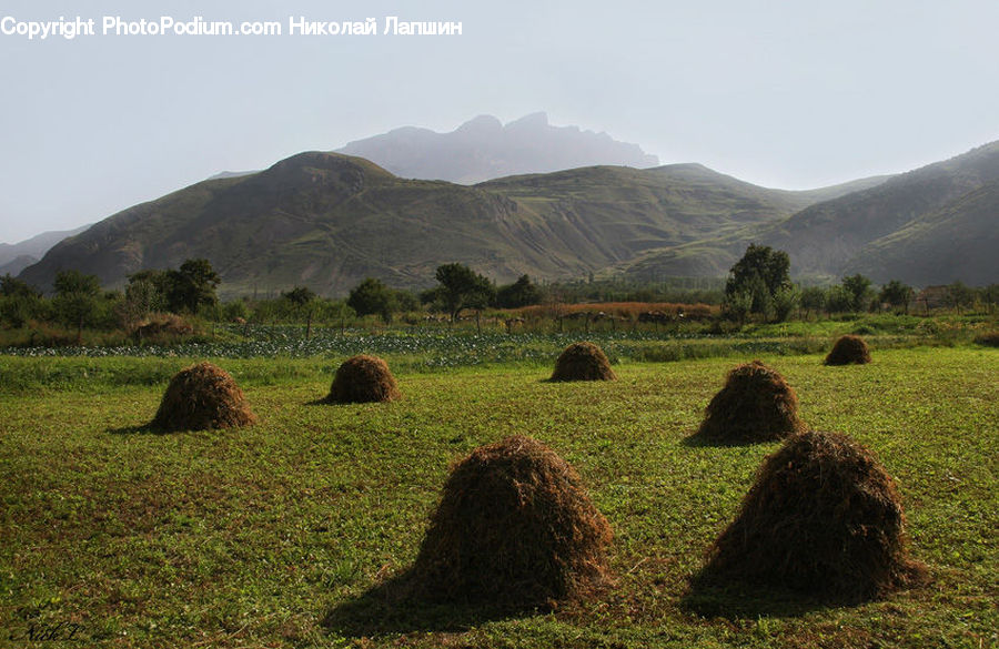 Countryside, Hay, Straw, Moss, Plant, Bush, Vegetation