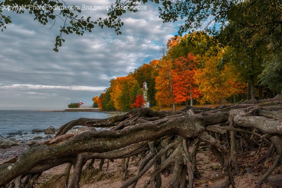 Plant, Root, Tree, Tree Trunk, Outdoors