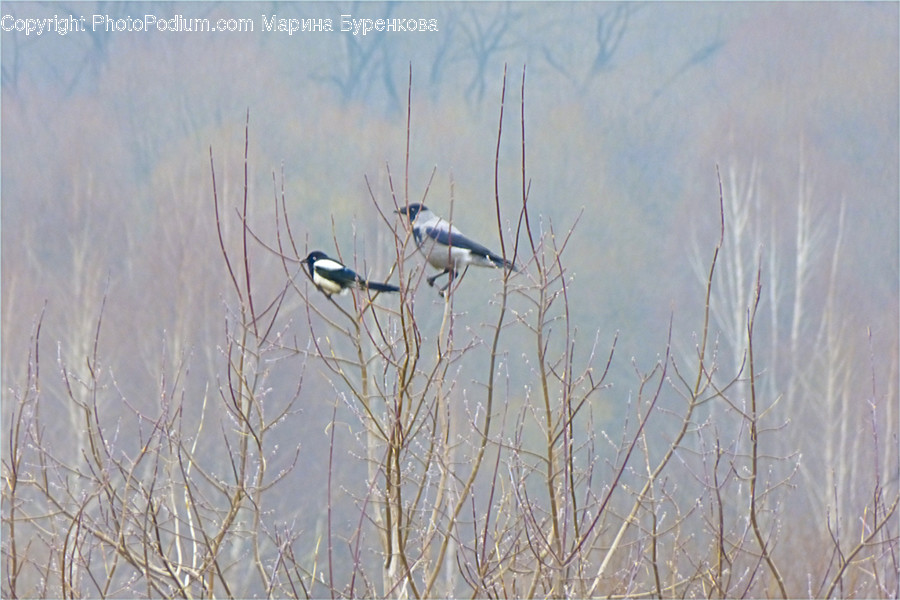 Animal, Bird, Waterfowl, Flying, Stork
