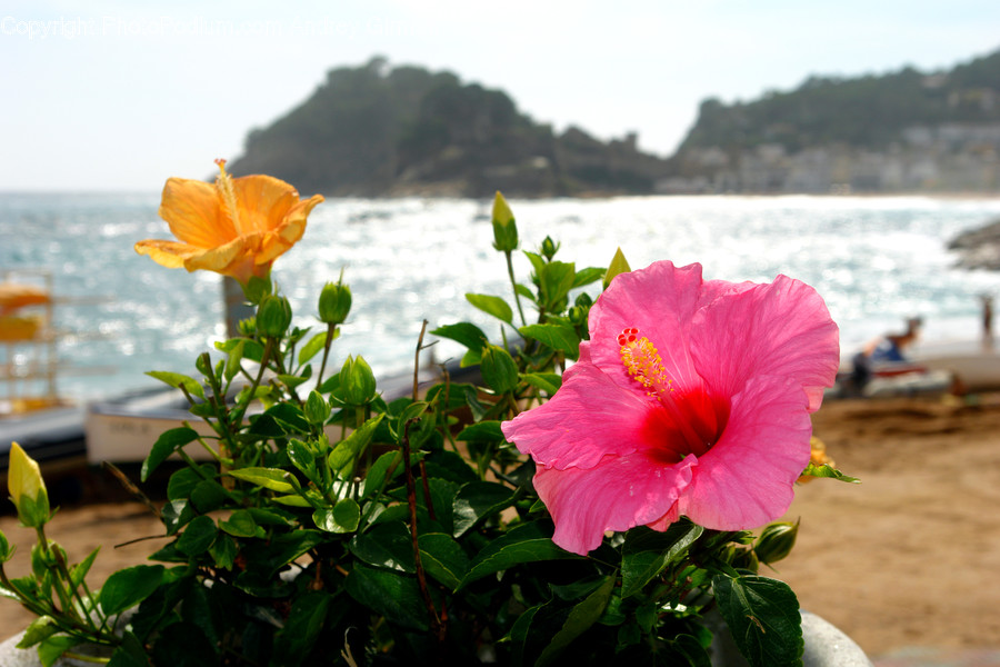 Plant, Flower, Blossom, Human, Person
