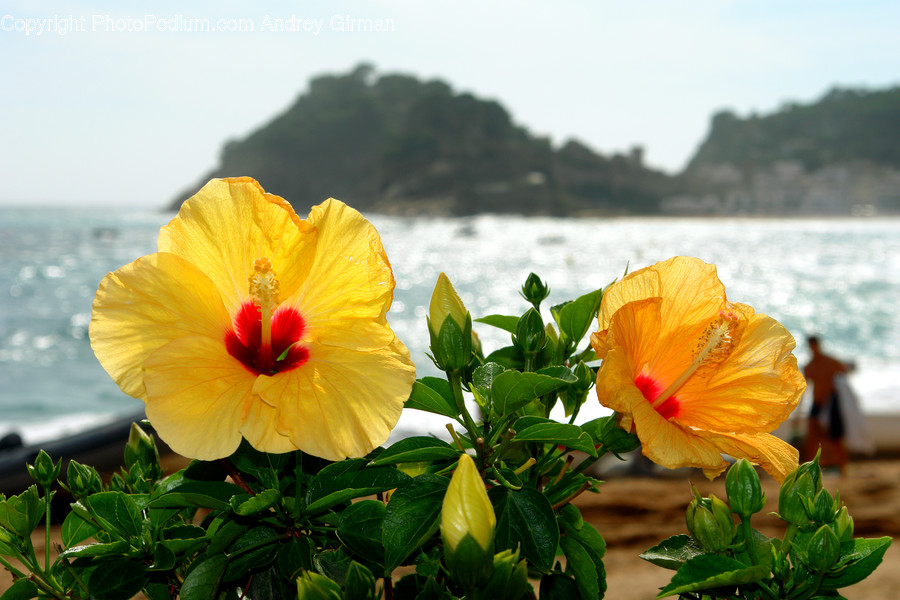 Plant, Blossom, Flower, Person, Human