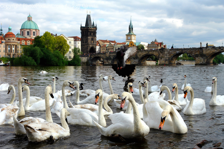 Animal, Swan, Bird, Penguin, Waterfowl