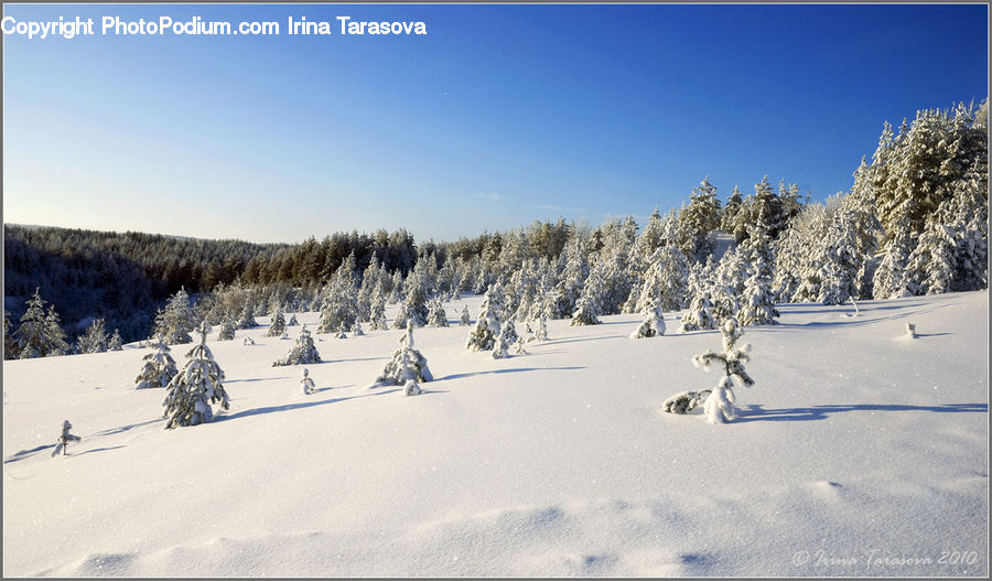 Outdoors, Plateau, Conifer, Fir, Plant, Tree