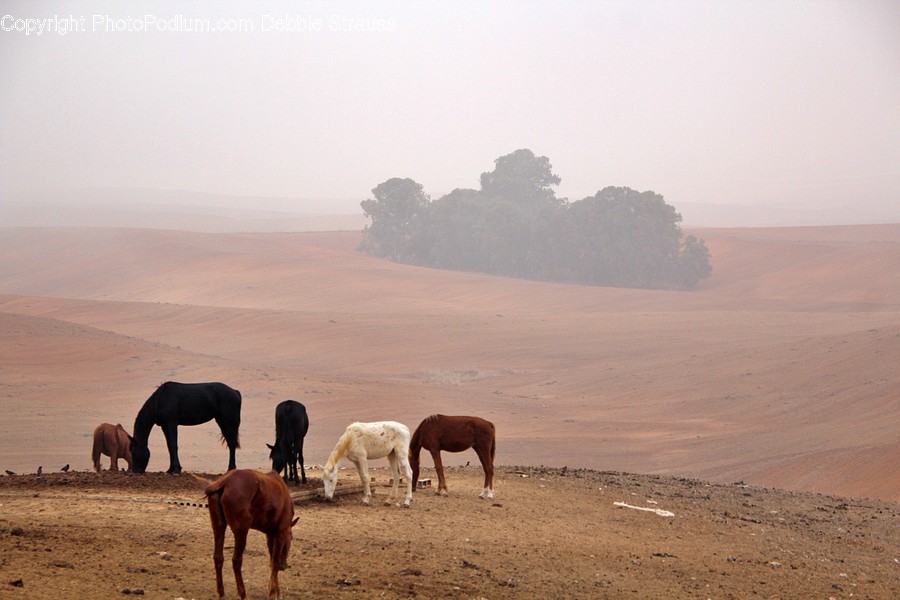 Nature, Outdoors, Mammal, Elephant, Animal