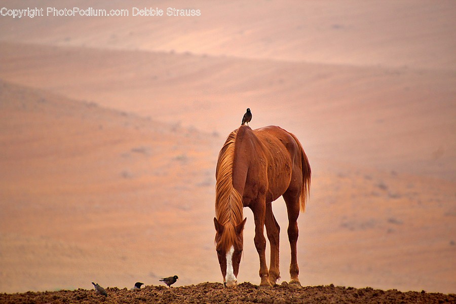 Horse, Mammal, Animal, Colt Horse, Bird
