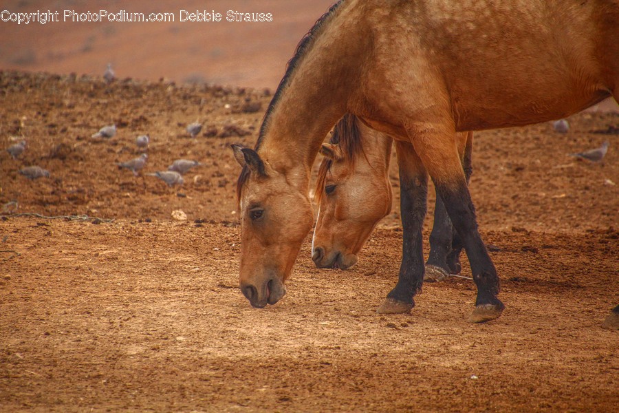 Mammal, Horse, Colt Horse, Animal, Bird