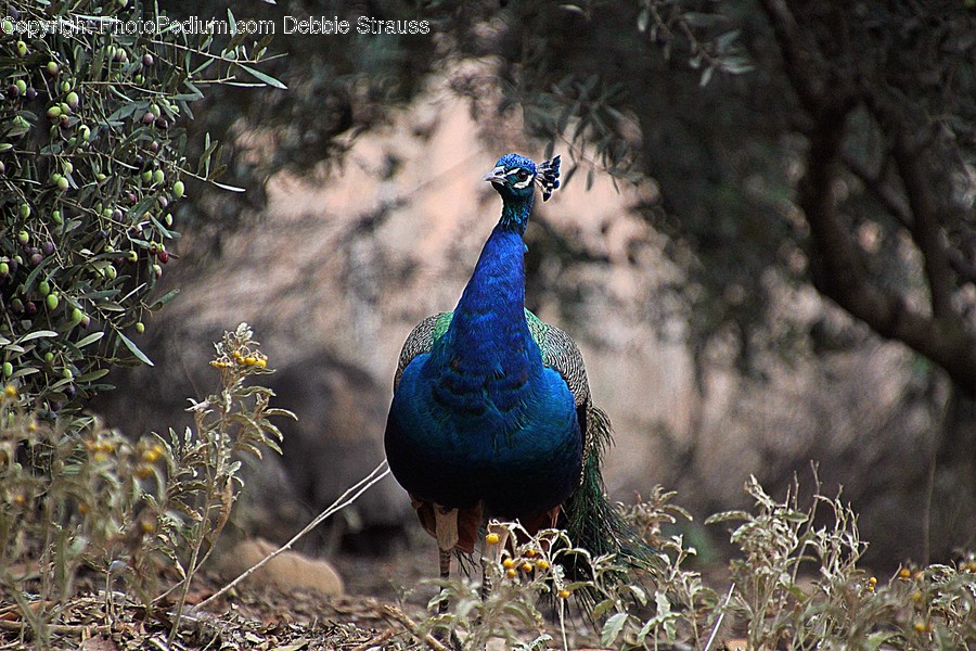 Animal, Bird, Peacock