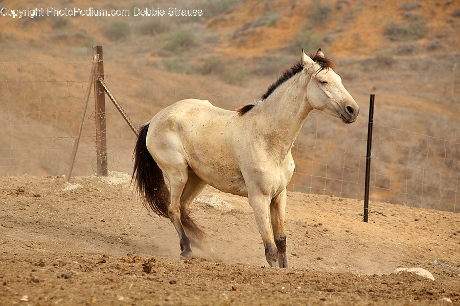 Horse, Animal, Mammal, Colt Horse, Ground