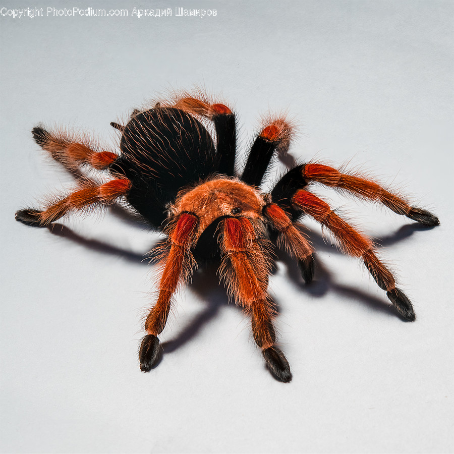Spider, Arachnid, Invertebrate, Animal, Insect