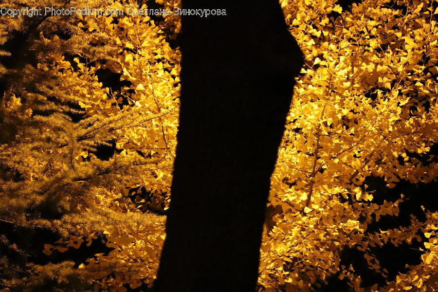 Leaf, Plant, Tree, Tree Trunk, Light
