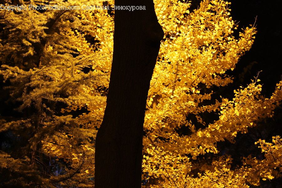 Leaf, Plant, Tree, Maple, Tree Trunk