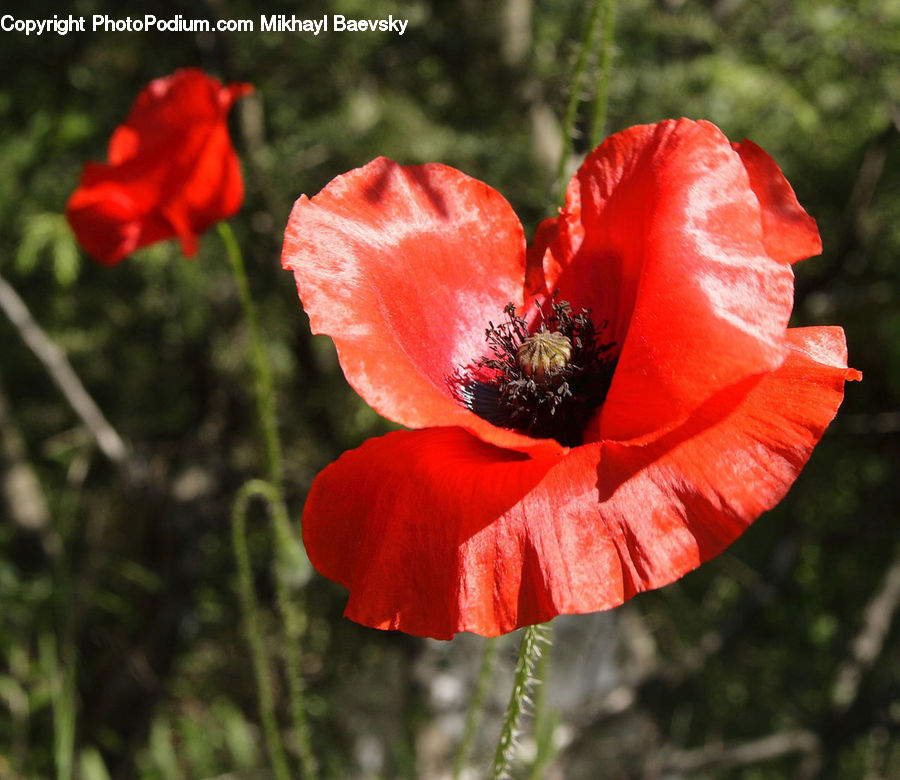 Blossom, Flora, Flower, Plant, Poppy, People, Person
