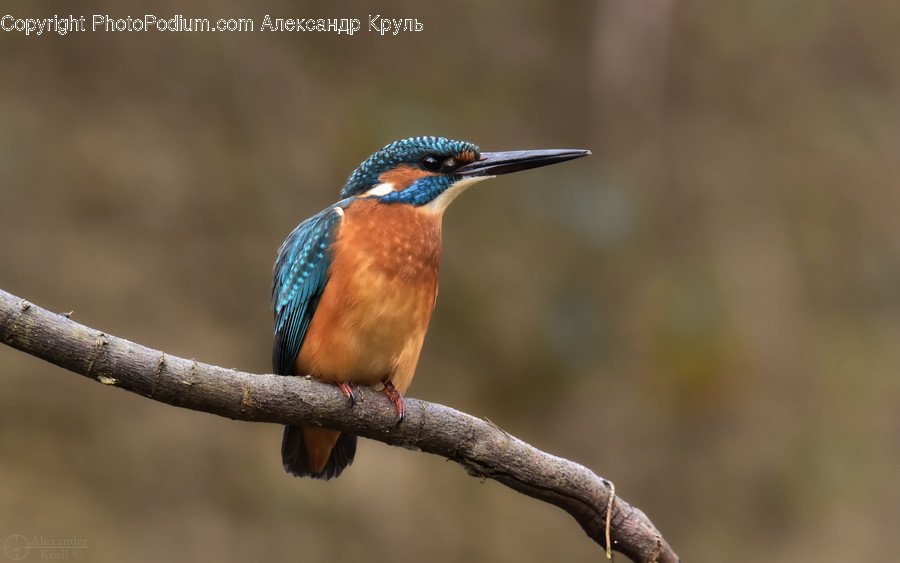 Bird, Animal, Bee Eater, Jay, Bluebird