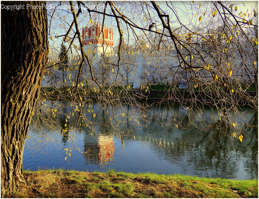 Outdoors, Land, Nature, Water, Plant