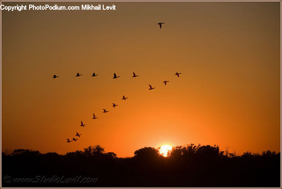 Flock, Bird, Crane Bird, Heron