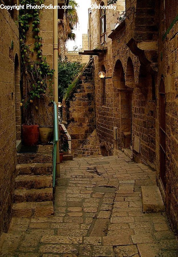Plant, Potted Plant, Ivy, Vine, Pot, Pottery, Patio