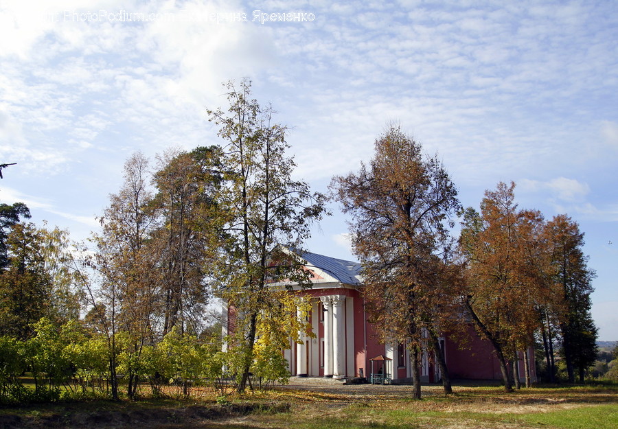 Tree, Plant, Housing, Building, Tree Trunk