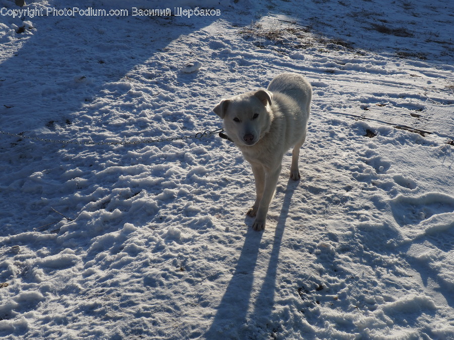 Animal, Mammal, Canine, Wildlife, Dog