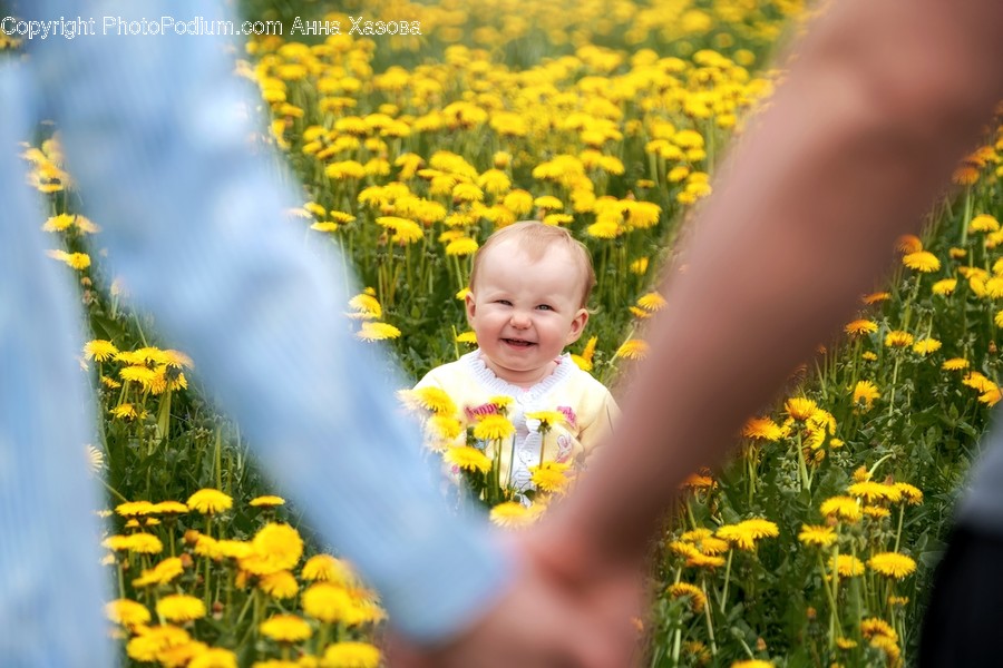 Plant, Petal, Blossom, Flower, Dandelion