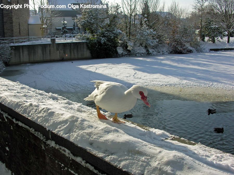 Ice, Outdoors, Snow, Bird, Dove, Pigeon, Seagull