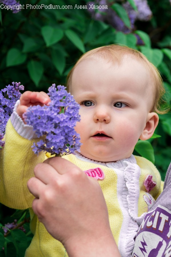 Plant, Blossom, Flower, Human, Person