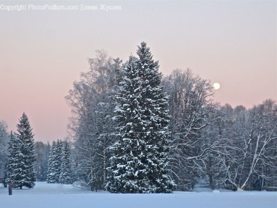 Tree, Plant, Abies, Fir, Pine