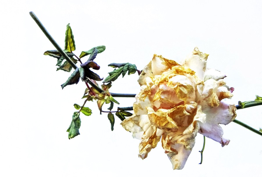 Plant, Animal, Bird, Flower, Blossom