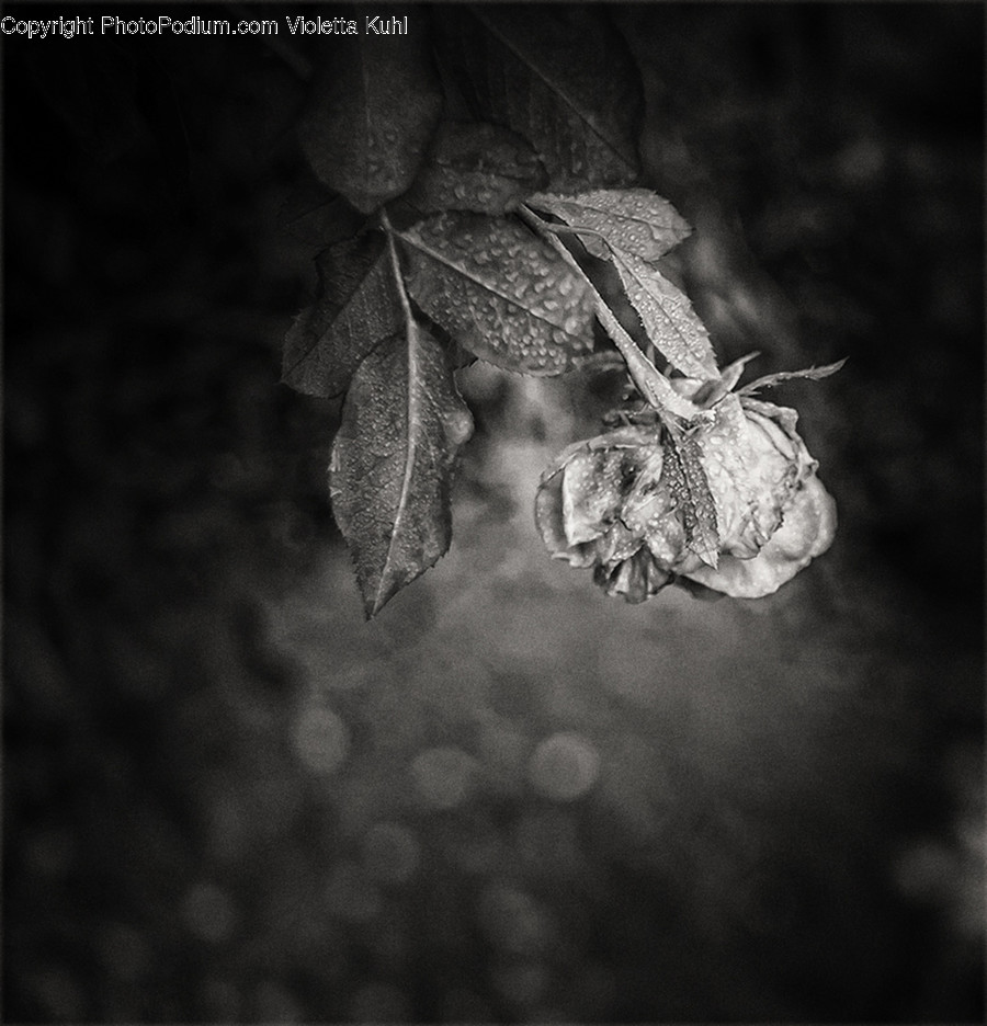 Plant, Spider, Invertebrate, Arachnid, Animal
