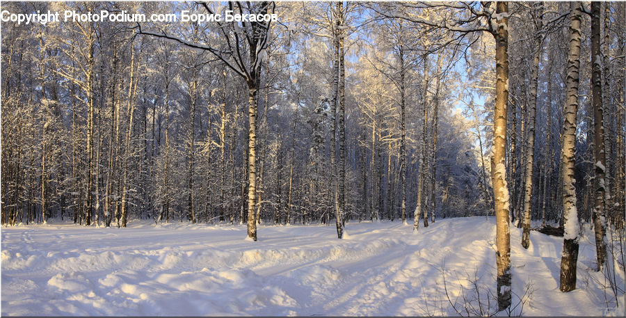 Birch, Tree, Wood, Forest, Vegetation, Landscape, Nature