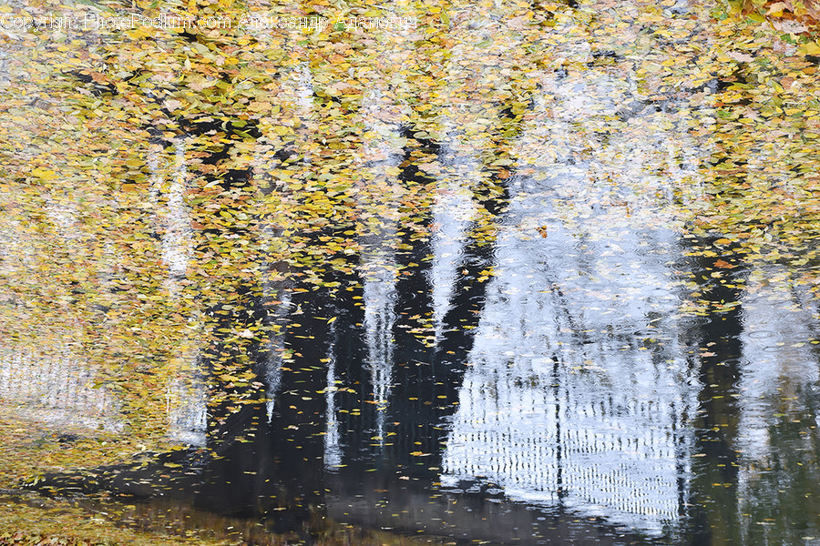 Water, Nature, Outdoors, Land, Ripple