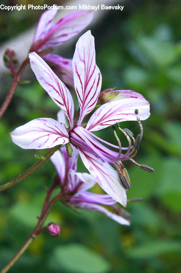 Blossom, Flora, Flower, Geranium, Plant, Gladiolus, Anther