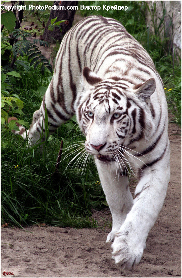 Animal, Mammal, Tiger, Cat, Pet, Plant, Vegetation