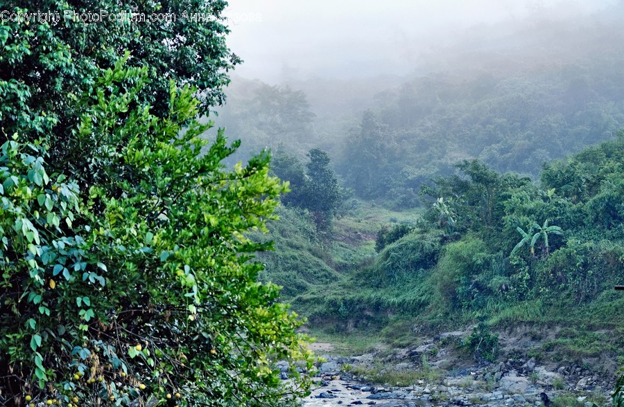 Nature, Plant, Vegetation, Outdoors, Land