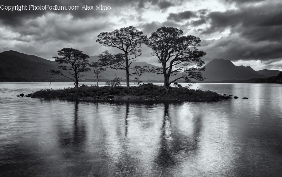 Plant, Tree, Nature, Water, Land