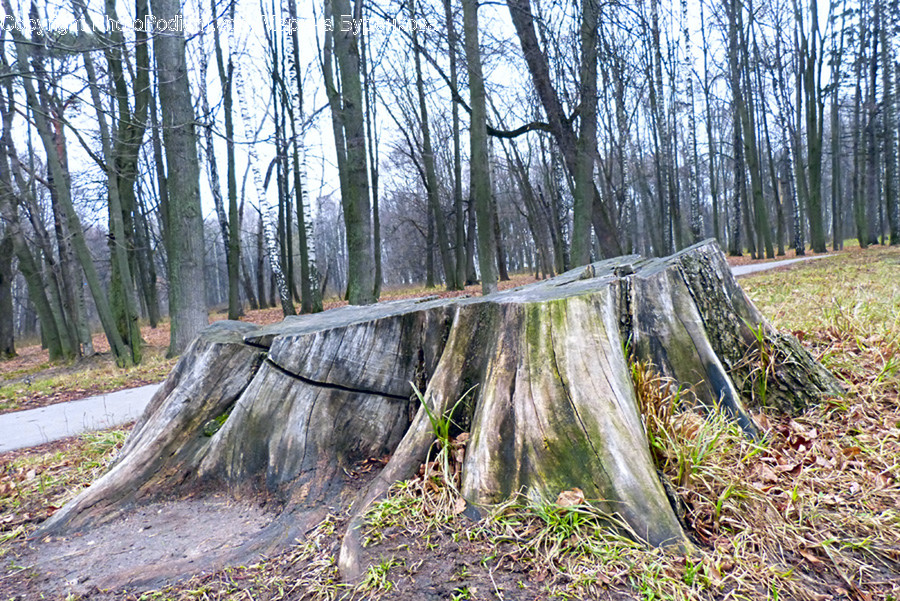 Tree Stump, Tree, Plant