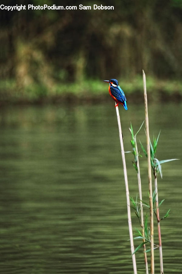 Bee Eater, Bird, Leisure Activities, Blossom, Flora, Flower, Plant