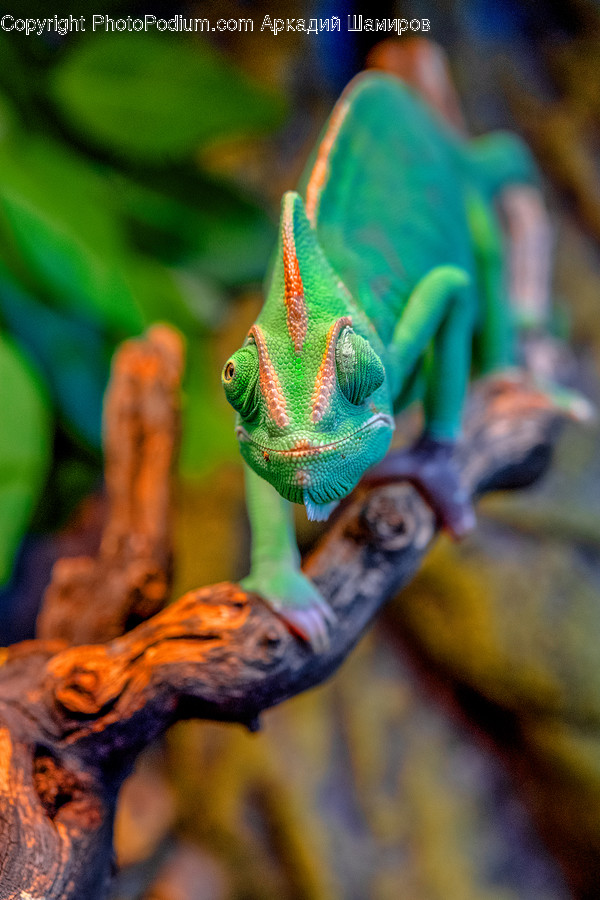 Reptile, Iguana, Animal, Lizard, Person