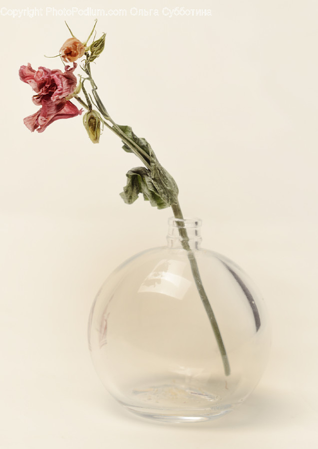 Plant, Flower, Blossom, Pottery, Vase