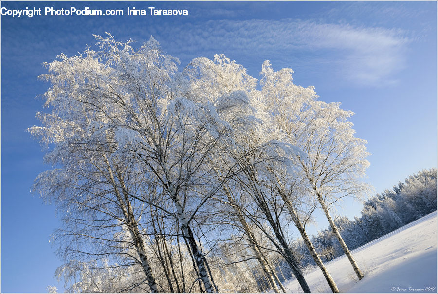Birch, Tree, Wood, Plant, Willow, Landscape, Nature