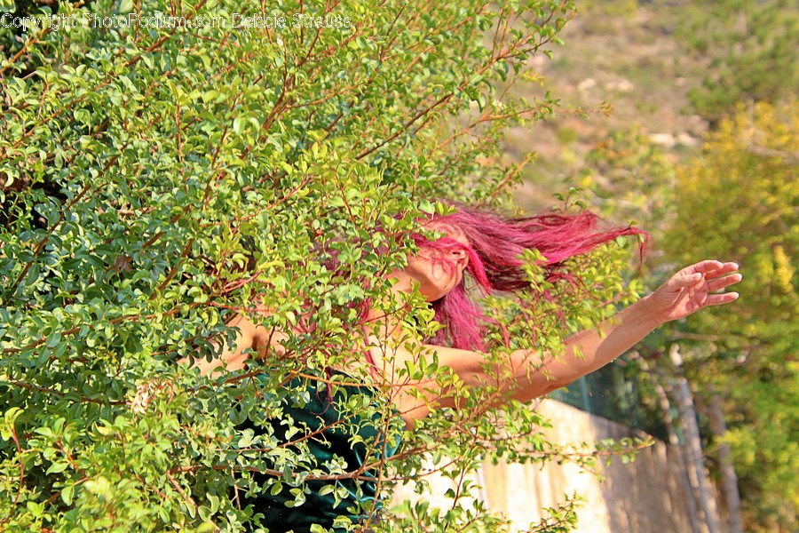 Plant, Tree, Clothing, Apparel, Leaf