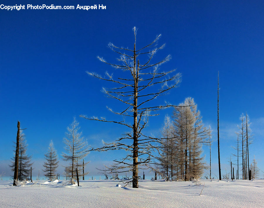 Conifer, Fir, Plant, Tree, Spruce, Wood, Pine