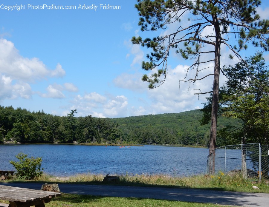 Water, Nature, Outdoors, Tree, Plant