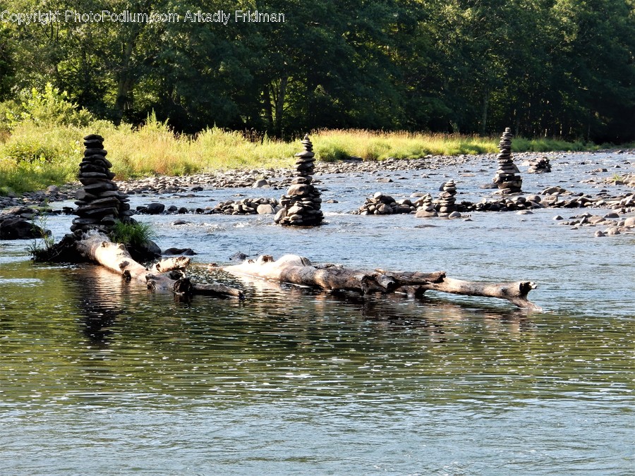 Water, Outdoors, Animal, Waterfowl, Bird