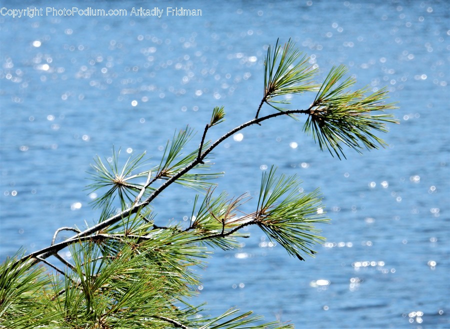 Tree, Plant, Conifer, Fir, Abies