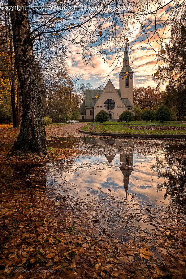Tree, Plant, Water, Outdoors, Puddle