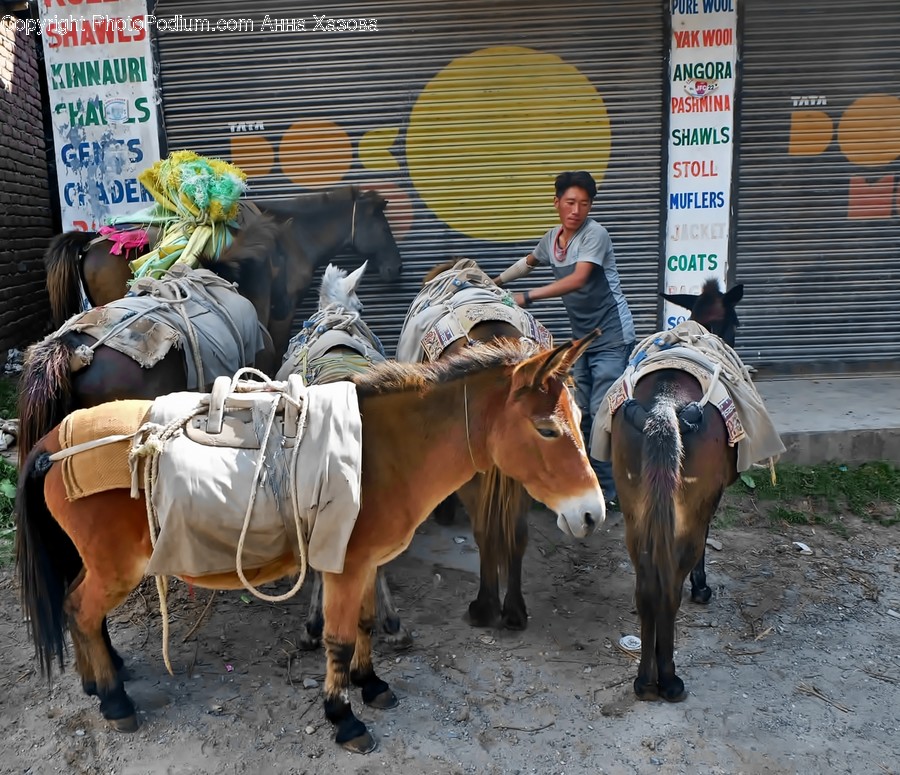Person, Human, Bull, Animal, Mammal