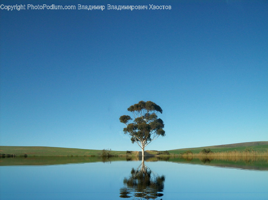 Nature, Water, Outdoors, Plant, Tree