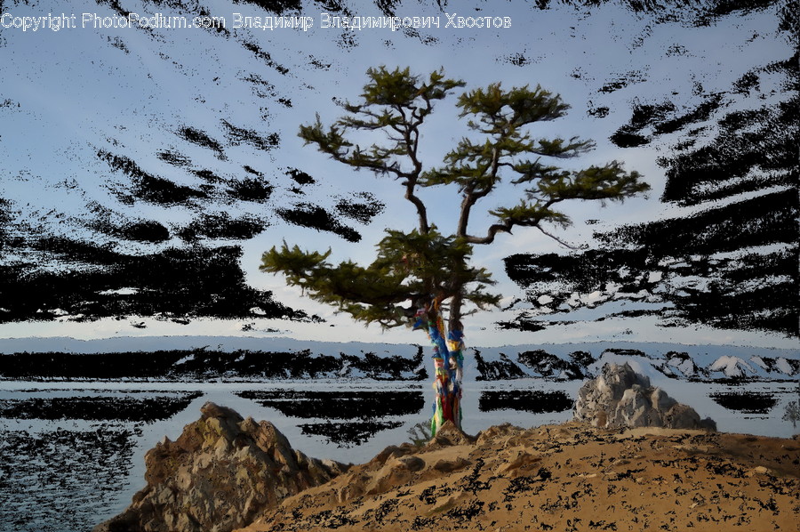Tree, Plant, Tree Trunk, Outdoors, Nature